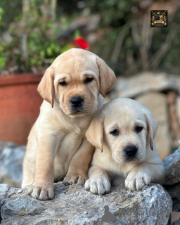 Zdjęcie №1. labrador retriever - na sprzedaż w Alain | negocjowane | Zapowiedź №158382