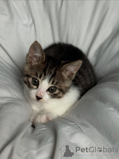 Zdjęcie №1. kot domowy - na sprzedaż w Alajärvi | 2153zł | Zapowiedź № 146293