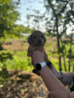 Zdjęcie №1. jamnik - na sprzedaż w Bardufoss | 14351zł | Zapowiedź №149545