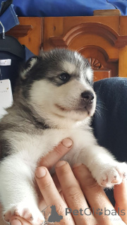Zdjęcie №4. Sprzedam alaskan malamute w Brugy. prywatne ogłoszenie - cena - 2392zł