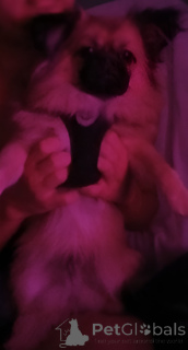 Zdjęcie №4. Sprzedam maltańczyk, szpic miniaturowy w Dubai. prywatne ogłoszenie - cena - 840zł