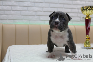 Zdjęcie №3. Amican Bully Premium jakość jest otwarta. Mołdawia