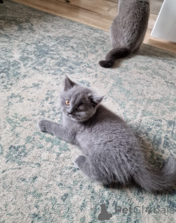 Zdjęcie №2 do zapowiedźy № 164525 na sprzedaż  kot brytyjski krótkowłosy - wkupić się Niemcy 