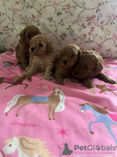 Zdjęcie №2 do zapowiedźy № 131491 na sprzedaż   - wkupić się USA prywatne ogłoszenie, hodowca