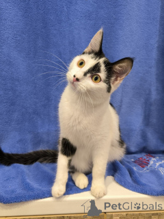 Zdjęcie №4. Sprzedam  w Mińsk. prywatne ogłoszenie - cena - Bezpłatny