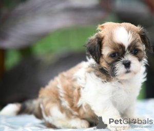 Zdjęcie №1. shih tzu - na sprzedaż w Delphi | negocjowane | Zapowiedź №129932