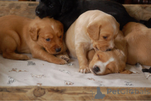 Zdjęcie №3. Szczenięta Cocker Spaniela. Belgia