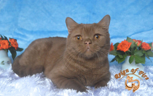 Zdjęcie №1. kot brytyjski krótkowłosy - na sprzedaż w Krasnodar | 604zł | Zapowiedź № 4258