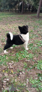 Zdjęcie №2 do zapowiedźy № 17927 na sprzedaż  akita amerykańska - wkupić się Federacja Rosyjska prywatne ogłoszenie