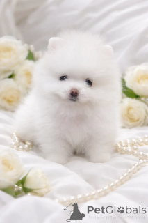 Zdjęcie №3. Mini-przystojniak VIP!. Ukraina