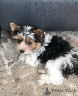 Zdjęcie №3. Lindos cachorros Yorkshire Terrier na sprzedaż. Portugalia