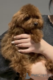 Zdjęcie №1. pudel (zabawka) - na sprzedaż w Братислава | negocjowane | Zapowiedź №132242