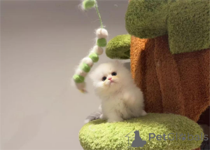 Zdjęcie №1. minuet krótkie włosy - na sprzedaż w Bonn | 1674zł | Zapowiedź № 153202