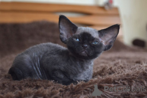 Zdjęcie №1. devon rex - na sprzedaż w Nowy Jork | 3050zł | Zapowiedź № 135672