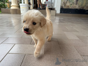 Zdjęcie №1. golden retriever - na sprzedaż w Herdecke | 2774zł | Zapowiedź №175701