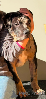 Zdjęcie №1. american bully - na sprzedaż w Chessy | 6697zł | Zapowiedź №138671