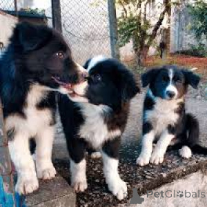 Zdjęcie №1. border collie - na sprzedaż w Bruksela | 3348zł | Zapowiedź №164087