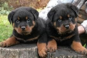 Zdjęcie №1. rottweiler - na sprzedaż w Praga | Bezpłatny | Zapowiedź №124133