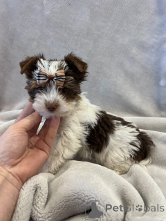 Zdjęcie №4. Sprzedam pies nierasowy w Erftstadt. hodowca - cena - 1818zł