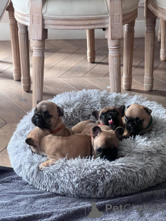 Zdjęcie №1. buldog francuski - na sprzedaż w Paryż | Bezpłatny | Zapowiedź №167144