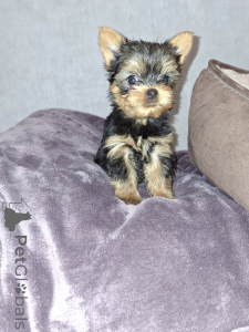 Zdjęcie №2 do zapowiedźy № 159223 na sprzedaż  yorkshire terrier biewer, yorkshire terrier - wkupić się Finlandia prywatne ogłoszenie, od żłobka, hodowca