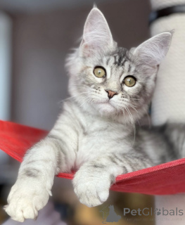 Zdjęcie №1. maine coon - na sprzedaż w Baden-Baden | 4736zł | Zapowiedź № 163471