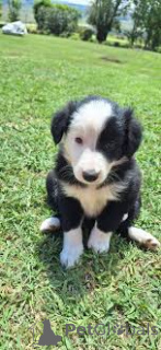 Zdjęcie №3. Preciosos cachorros Border Collie na odwrocie. Hiszpania