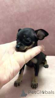 Zdjęcie №2 do zapowiedźy № 136931 na sprzedaż  rosyjski toy - wkupić się Gruzja prywatne ogłoszenie