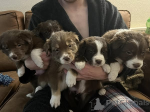 Zdjęcie №3. Zarejestrowano szczenięta Border Collie Kc. Dania