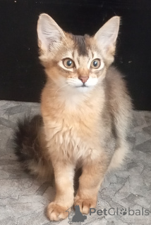 Zdjęcie №2 do zapowiedźy № 141243 na sprzedaż   - wkupić się Łotwa hodowca