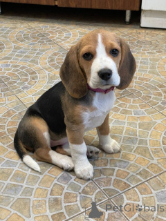 Zdjęcie №2 do zapowiedźy № 156804 na sprzedaż  beagle (rasa psa) - wkupić się Niemcy ze schronu, hodowca