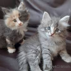 Zdjęcie №1. kot norweski leśny - na sprzedaż w Helsinki | 3348zł | Zapowiedź № 160987