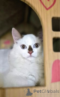 Zdjęcie №2 do zapowiedźy № 160386 na sprzedaż  munchkin - wkupić się Niemcy hodowca