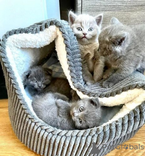 Zdjęcie №4. Sprzedam scottish fold w Asheville.  - cena - 1390zł