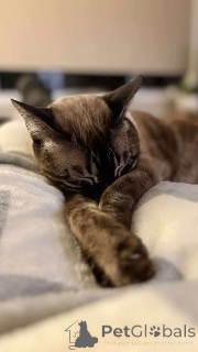 Zdjęcie №3. Urocze kocięta bengalskie do adopcji. Belgia