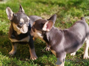 Zdjęcie №2 do zapowiedźy № 137553 na sprzedaż  buldog francuski - wkupić się Szwajcaria 