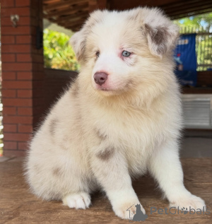 Zdjęcie №3. Twój idealny towarzysz czeka na szczenięta Border Collie. Niemcy