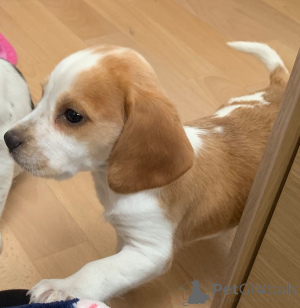 Zdjęcie №2 do zapowiedźy № 173050 na sprzedaż  beagle (rasa psa) - wkupić się Belgia prywatne ogłoszenie, hodowca