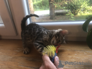 Zdjęcie №4. Sprzedam kot bengalski w Warszawa. prywatne ogłoszenie, hodowca - cena - negocjowane