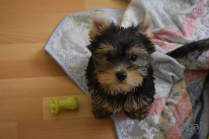 Zdjęcie №2 do zapowiedźy № 37622 na sprzedaż  yorkshire terrier - wkupić się Turcja hodowca