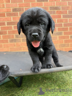 Zdjęcie №2 do zapowiedźy № 171284 na sprzedaż  labrador retriever - wkupić się Dania hodowca