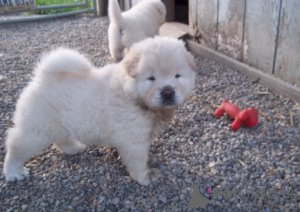 Zdjęcie №2 do zapowiedźy № 154151 na sprzedaż  chow-chow - wkupić się Niemcy prywatne ogłoszenie