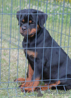 Zdjęcie №4. Sprzedam rottweiler w Loznica. hodowca - cena - 2093zł