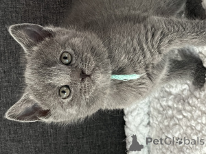 Zdjęcie №2 do zapowiedźy № 162475 na sprzedaż  kot kartuski - wkupić się Belgia prywatne ogłoszenie