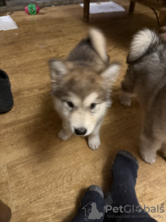 Zdjęcie №2 do zapowiedźy № 133054 na sprzedaż  alaskan klee kai - wkupić się Niemcy prywatne ogłoszenie