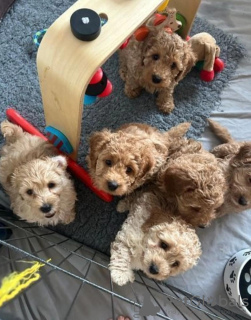 Zdjęcie №2 do zapowiedźy № 71874 na sprzedaż   - wkupić się Irlandia prywatne ogłoszenie