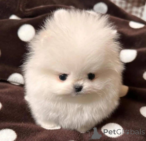 Zdjęcie №1.  - na sprzedaż w Warszawa | Bezpłatny | Zapowiedź №164061