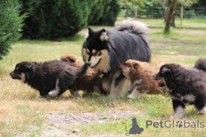 Zdjęcie №1. fiński lapphund - na sprzedaż w Amsterdam | 3348zł | Zapowiedź №163880