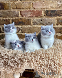 Zdjęcie №1. kot brytyjski krótkowłosy - na sprzedaż w Berlin | negocjowane | Zapowiedź № 163203