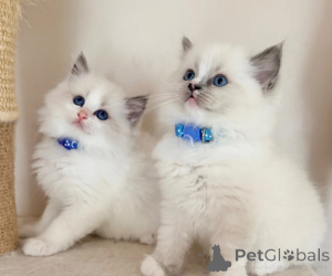Zdjęcie №1. ragdoll - na sprzedaż w Hallein | negocjowane | Zapowiedź № 173554